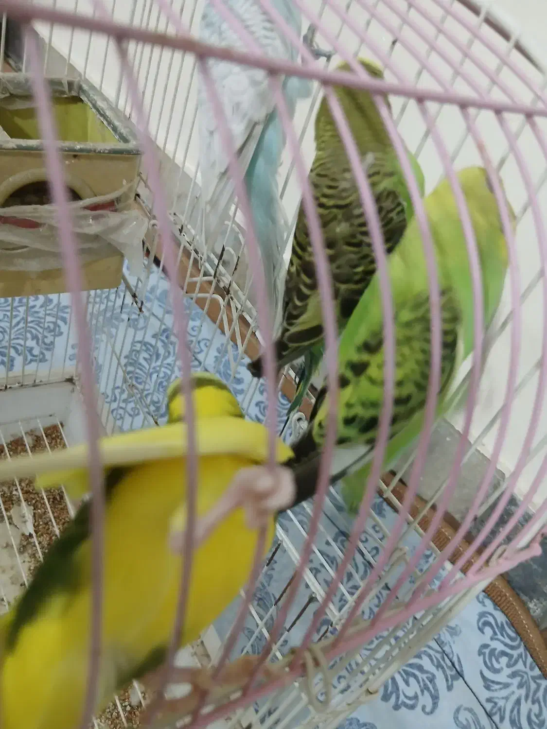 مرغ عشق دو جفت آس|پرنده|نکا, |دیوار