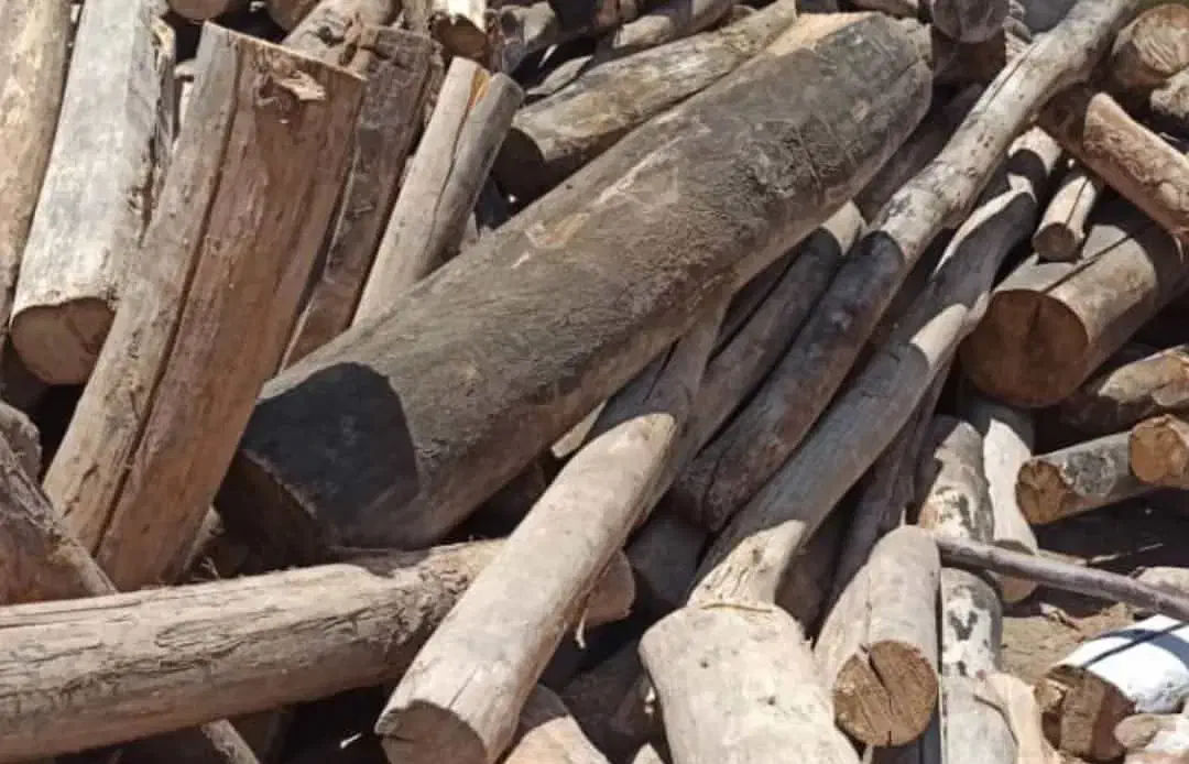 فروش چوب خشک برای بلال|عمدهفروشی|آستارا, |دیوار