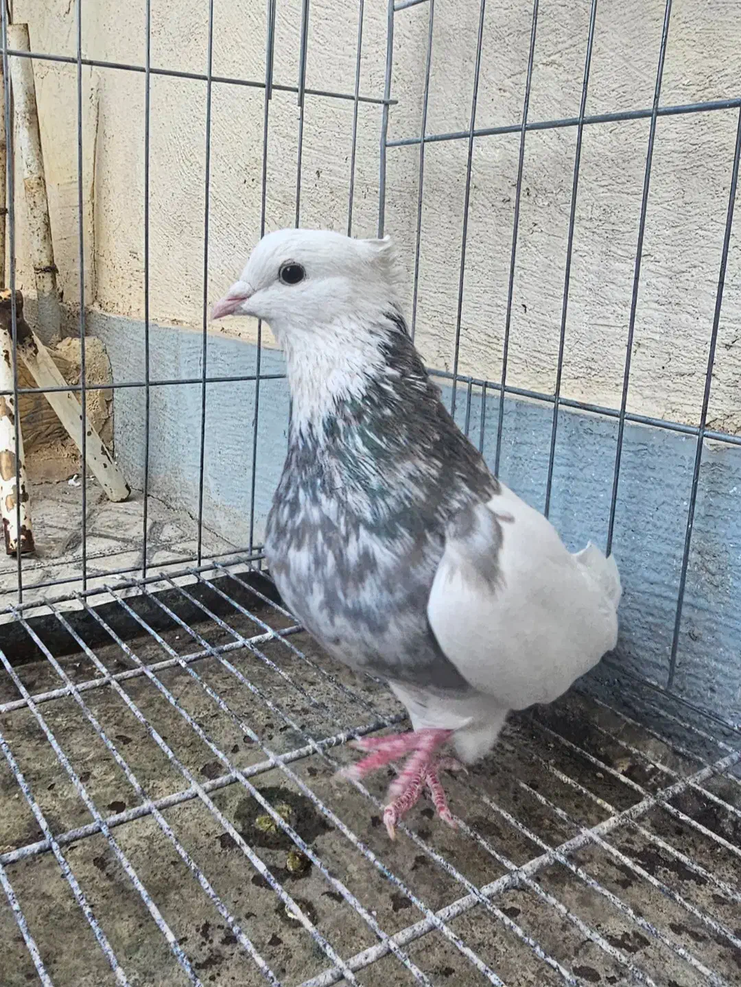 نر زیتونی هفت رنگ نر الماسی قهوه ای|پرنده|کرمانشاه, |دیوار