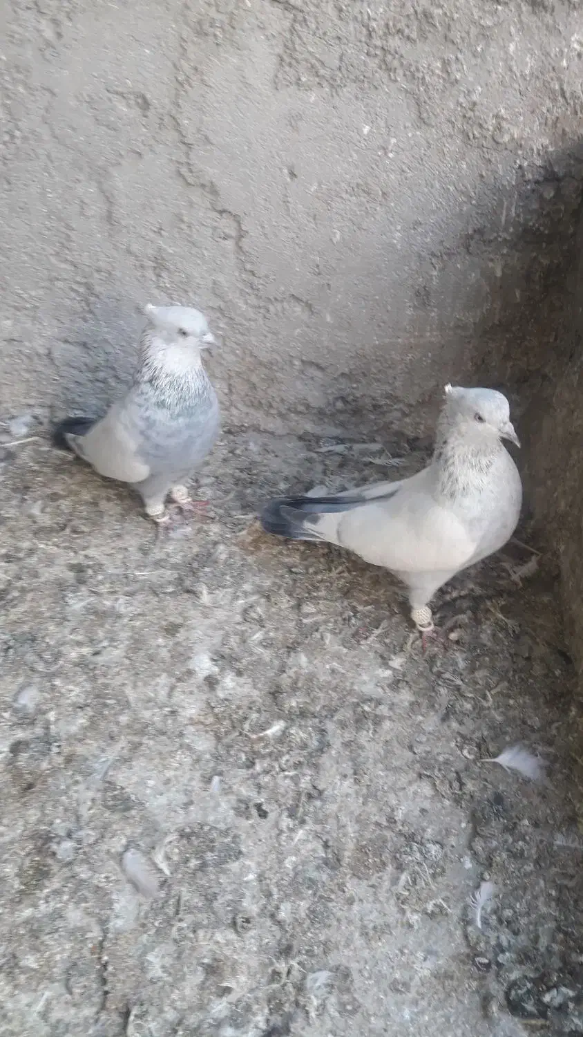 کبوتر سینه|پرنده|بجنورد, |دیوار