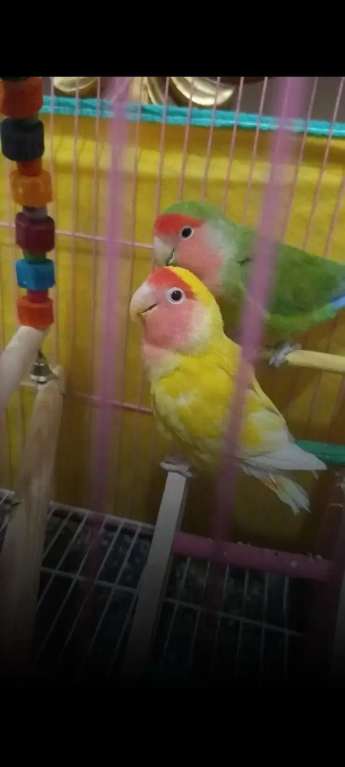 جفت طوطی برزیلی نر و ماده مولد|پرنده|اندیمشک, |دیوار