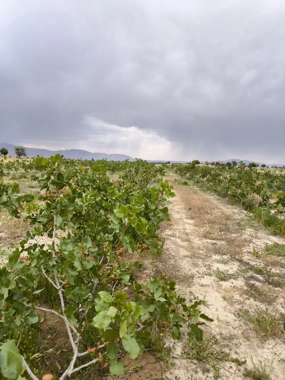 باغ پسته|خدمات باغبانی و درختکاری|گلپایگان, |دیوار