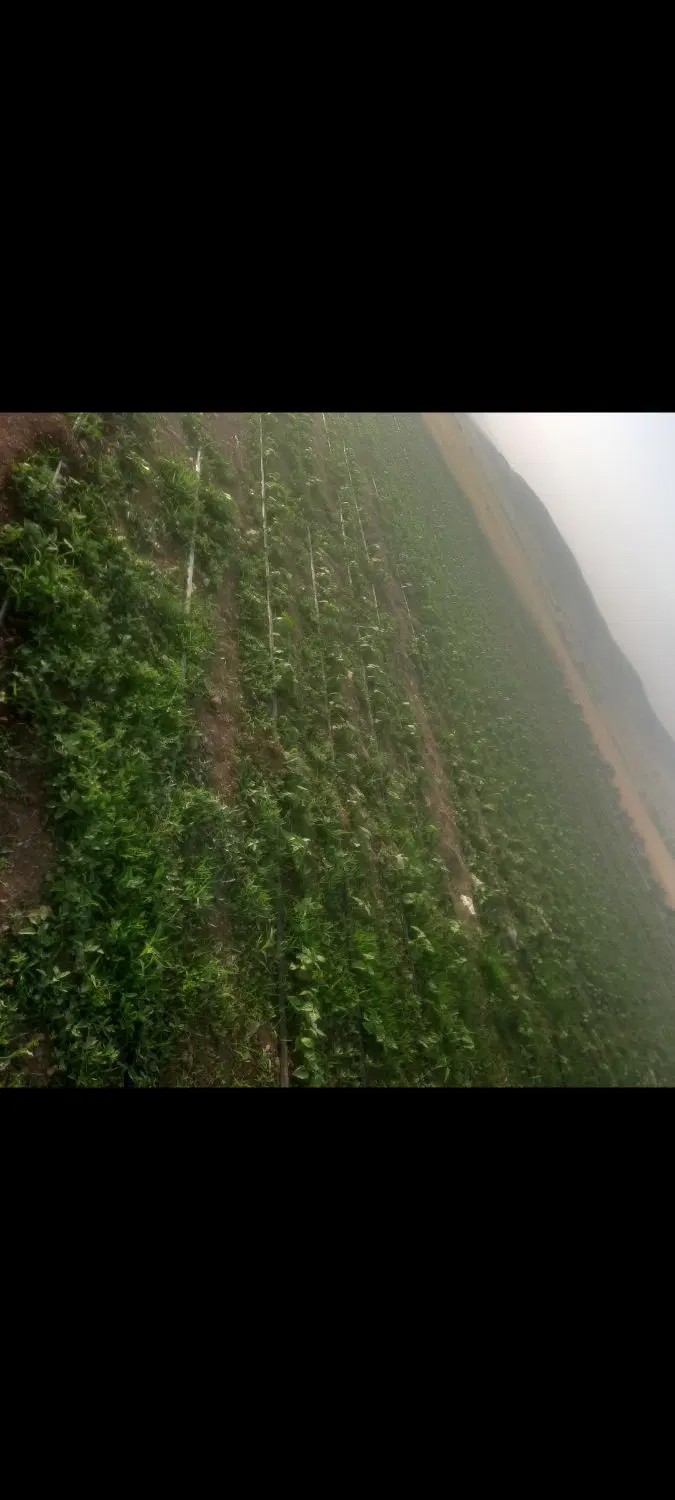 سبزی|خوردنی و آشامیدنی|سنندج, |دیوار