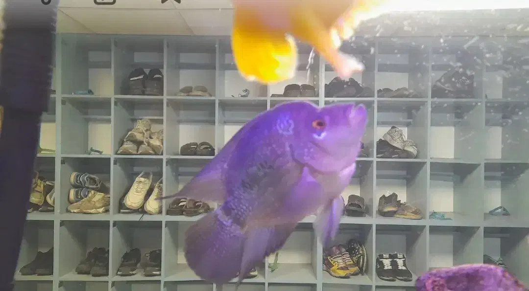 فلاور باکس نر مست فروش یا معاوضه|ماهی|تهران, ابوذر|دیوار