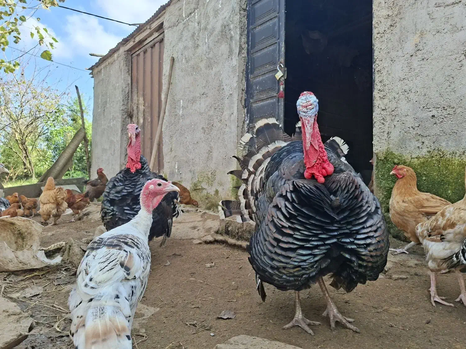 بوقلمون|حیوانات مزرعه|کومله, |دیوار