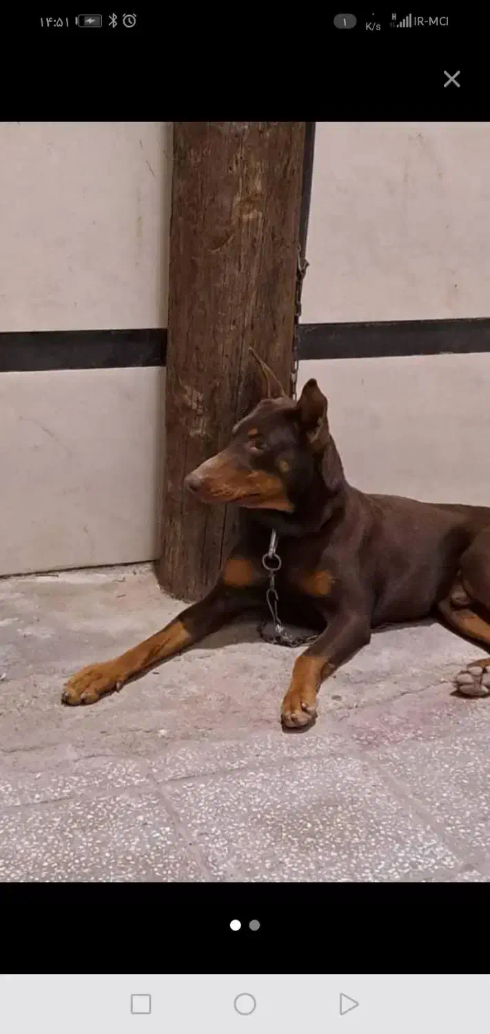 دوبر من|سگ|مهریز, |دیوار