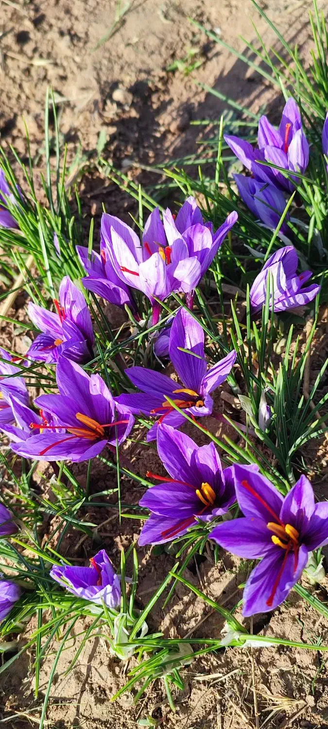 زعفران لرستان عیار 420 گرید A+|خوردنی و آشامیدنی|تهران, منیریه|دیوار