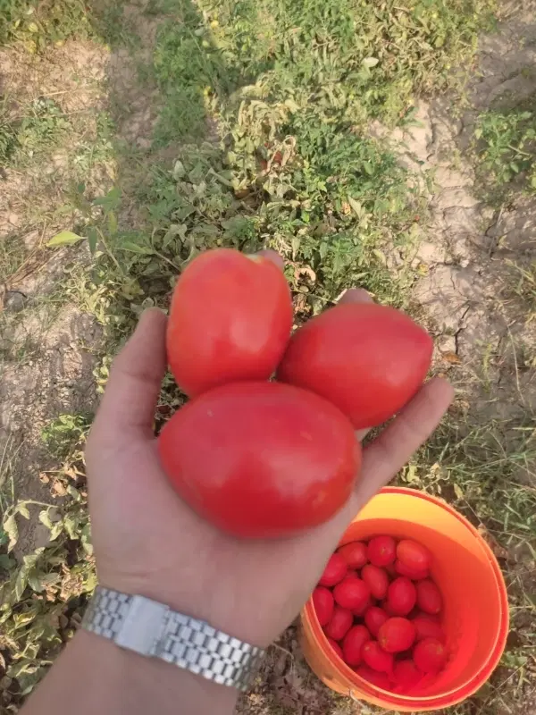 گوجه|خوردنی و آشامیدنی|آشخانه, |دیوار