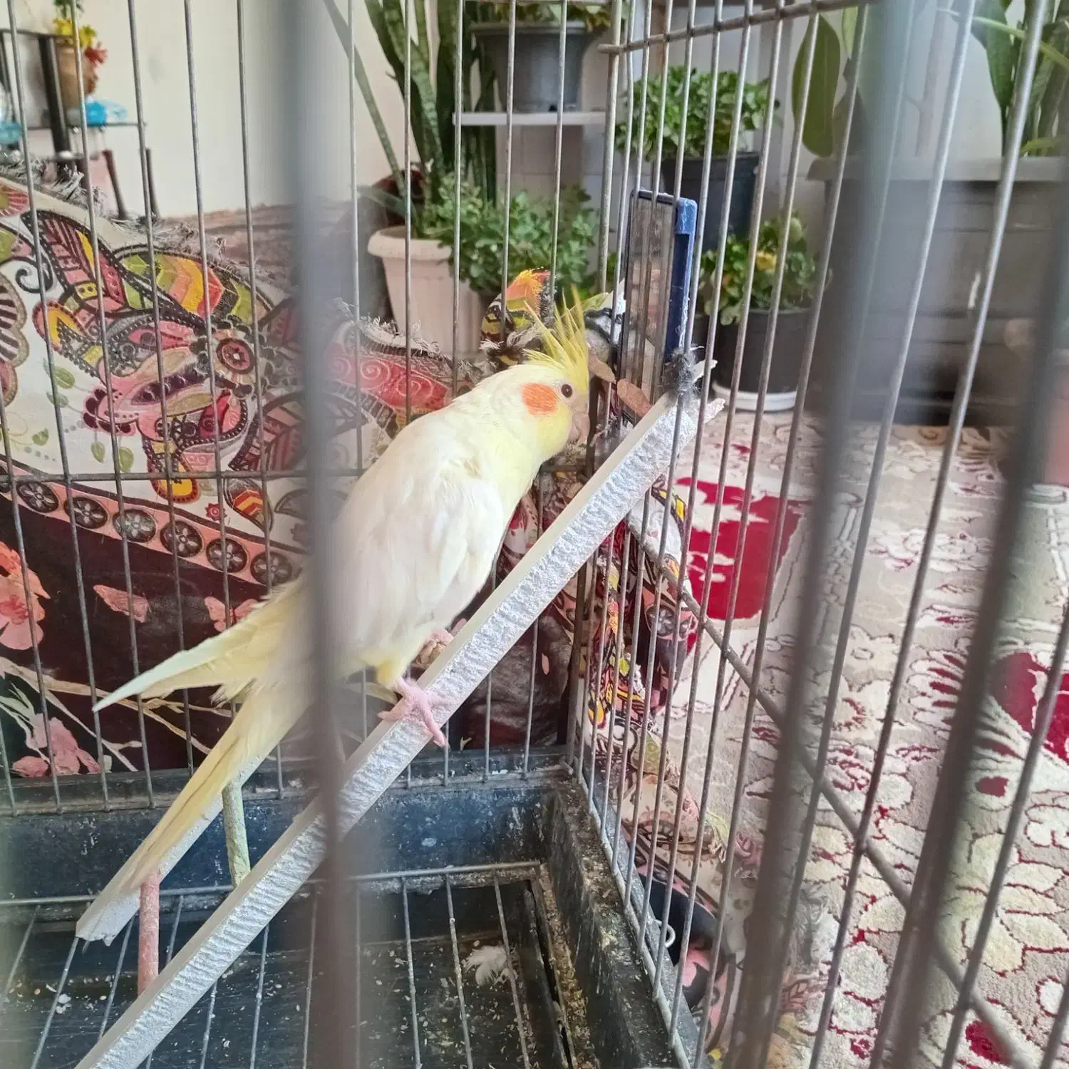 عروس نر بیش از. ۲۰ کلام حرف می زنه معا وضه با|پرنده|مشهد, قائم|دیوار