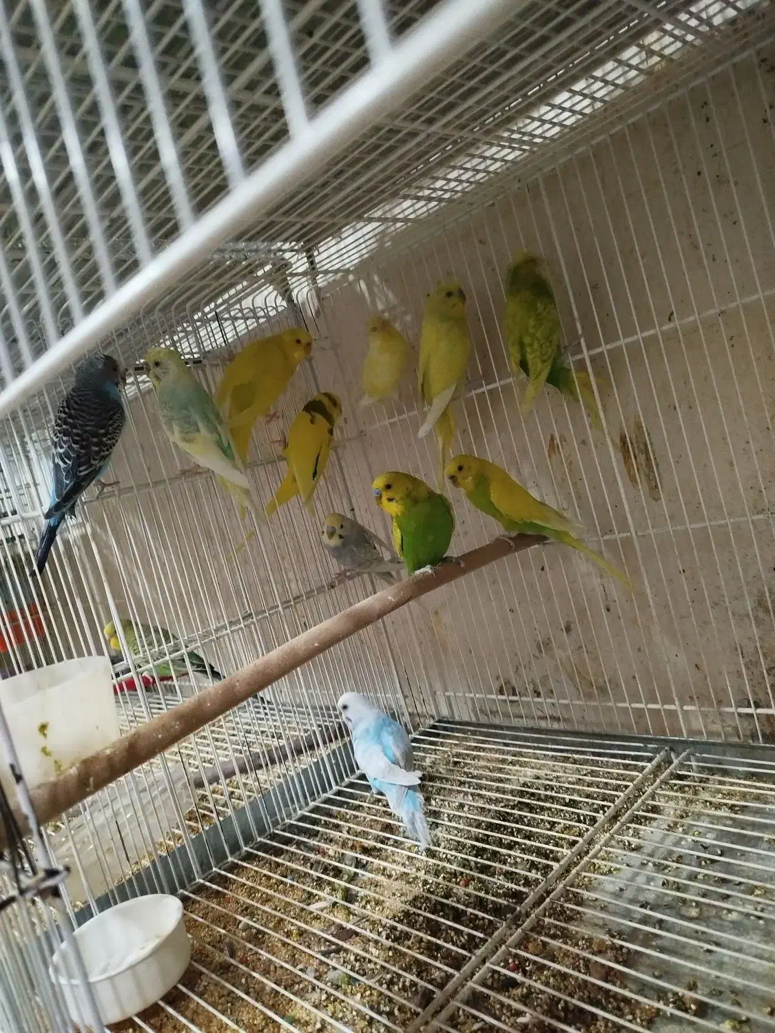 طوطی برزیلی،مرغ عشق اسپانگل،مرغ عشق با جوجه|پرنده|شیراز, ده پیاله|دیوار