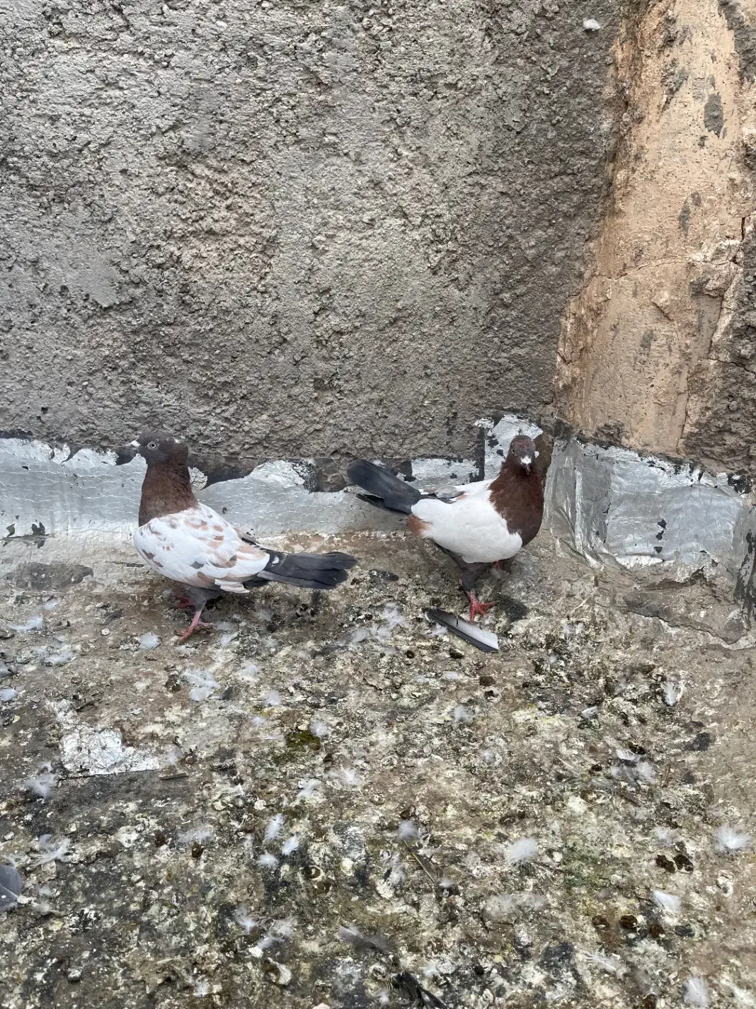 کبوتر|پرنده|اردکان, |دیوار