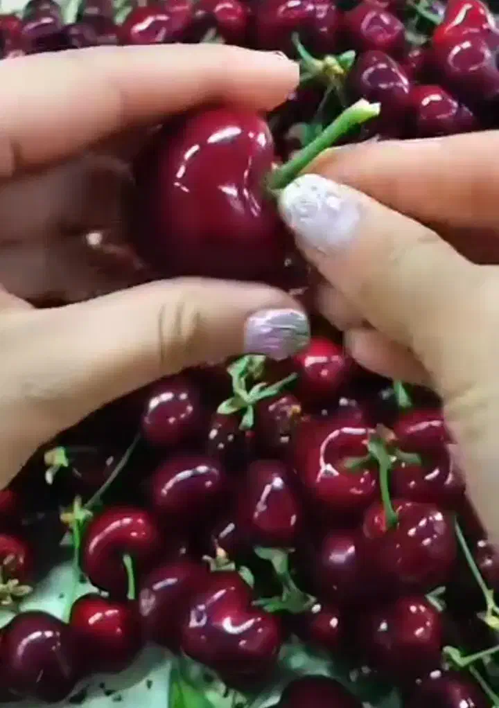 گیلاس تک دانه مشهد ، درخت نهال ،نهالستان در مشهد|خدمات باغبانی و درختکاری|مشهد, خواجه ربیع|دیوار