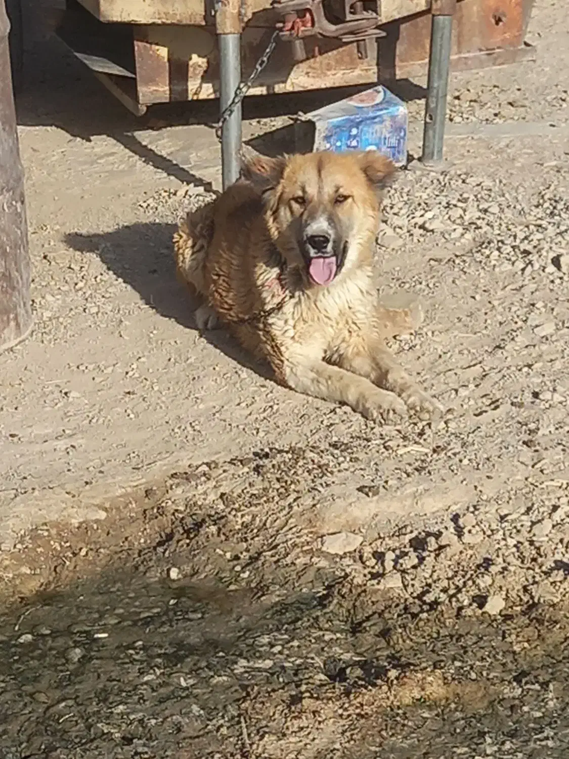 سگ روزگاری ۸ت|سگ|شهرکرد, |دیوار