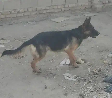 سگ ژرمن|سگ|اصفهان, لیمجیر|دیوار