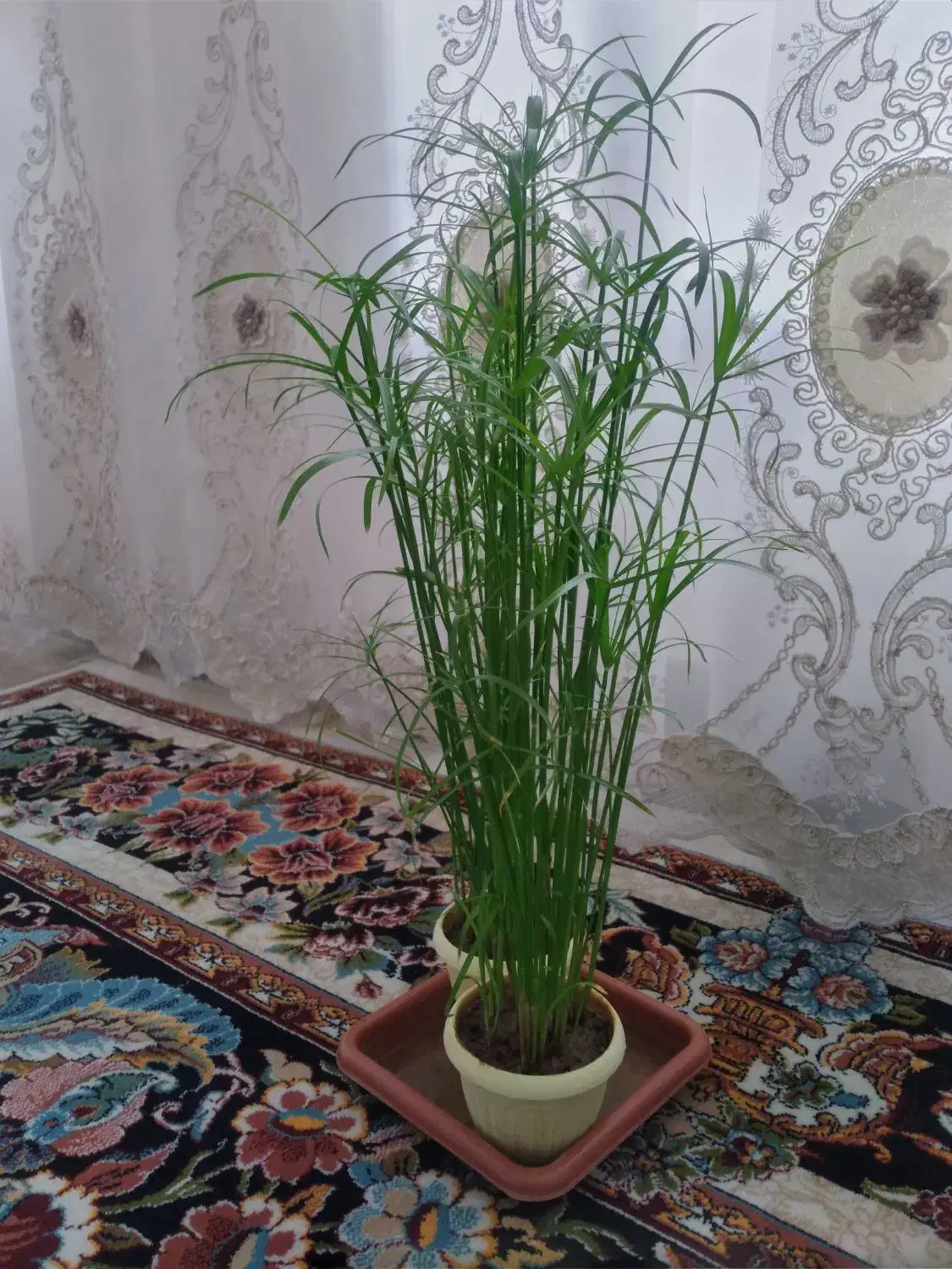 نخل مرداب|گل و گیاه طبیعی|سرپل ذهاب, |دیوار