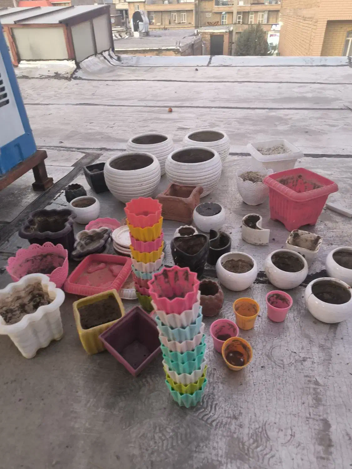 گلدان|گل و گیاه طبیعی|شیراز, کوشک میدان|دیوار