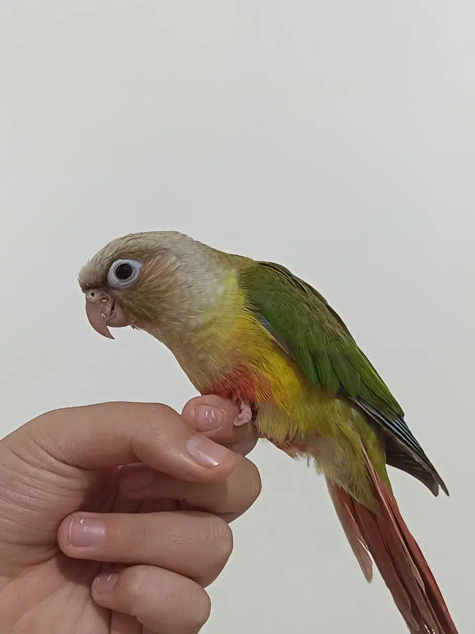 گرینچیک نر اناناسی 70 روزه فول اهلی و دونخور|پرنده|سهند, |دیوار