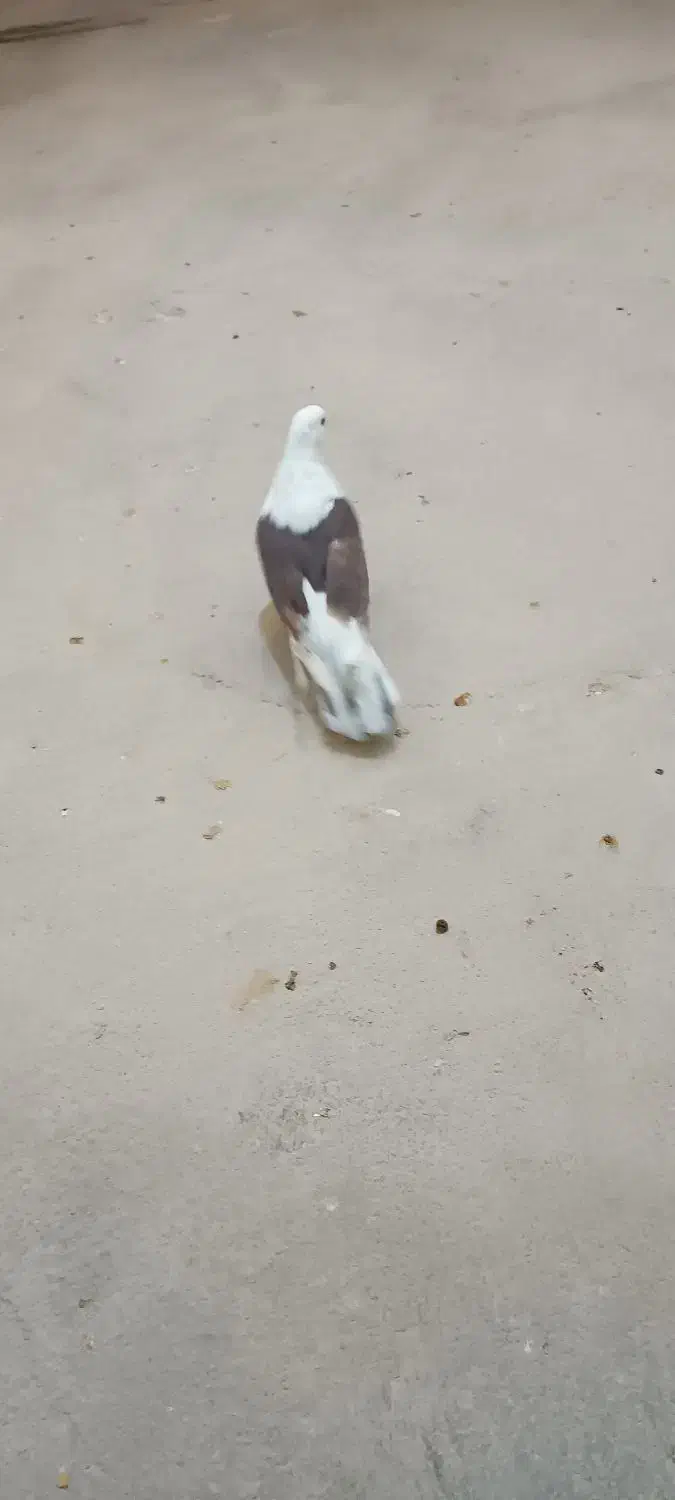 ۸عدد‌کبوتر|پرنده|بروجن, |دیوار