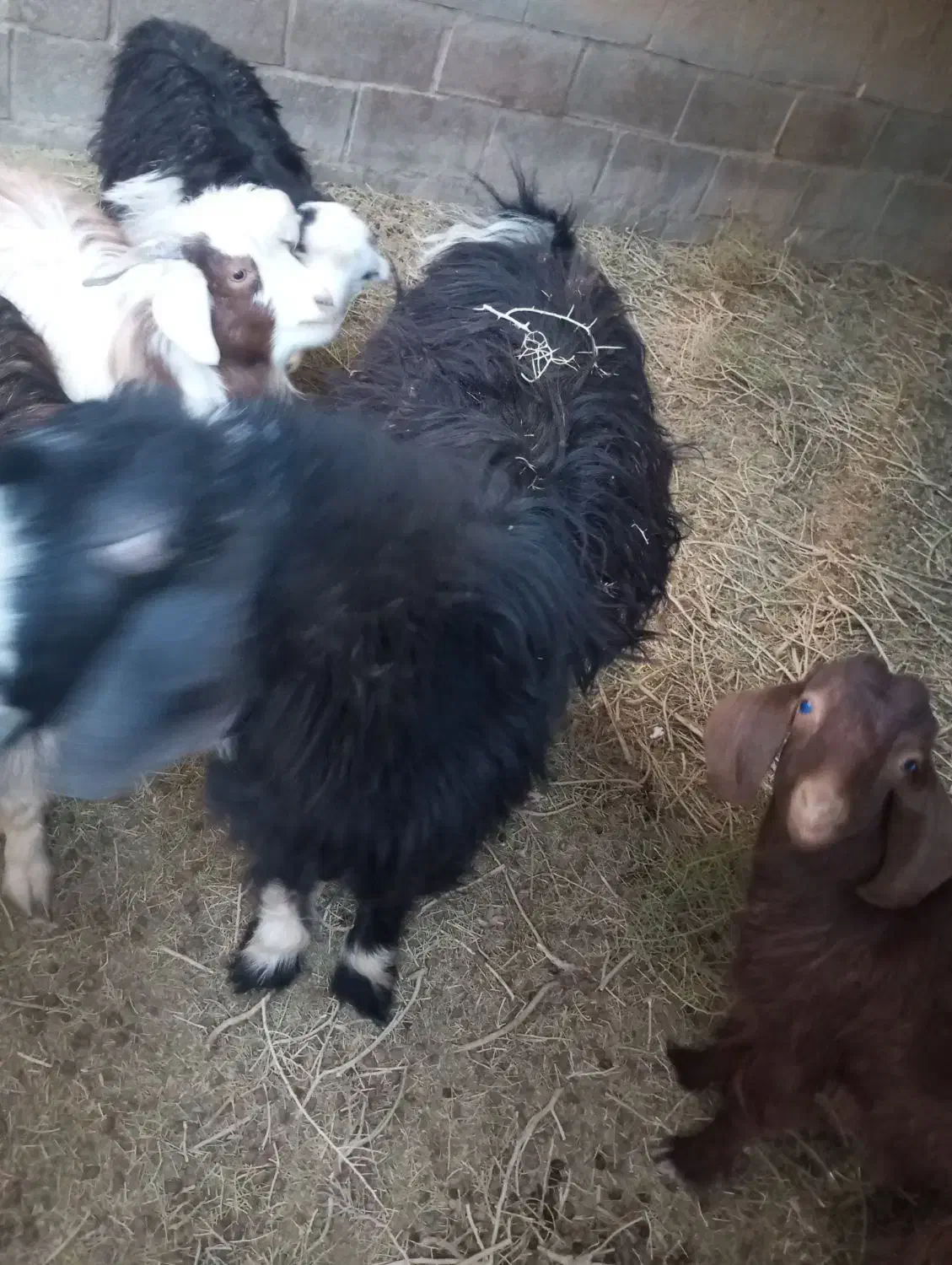 بز نر|حیوانات مزرعه|هیرمند, |دیوار