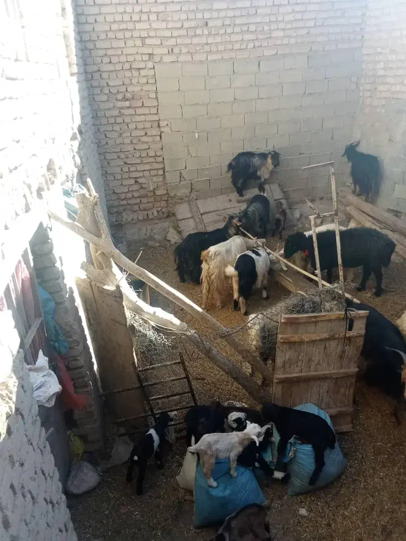 گوسفند. میش. بز. بره. کهره|حیوانات مزرعه|درودزن, |دیوار