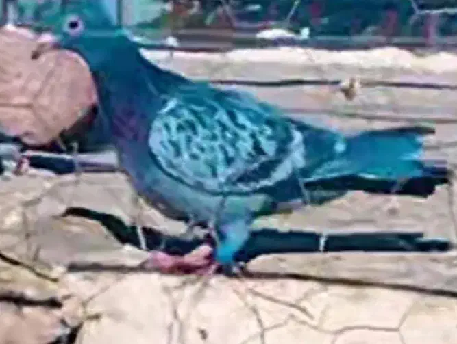 مگس باختی بخون|حیوانات|زاهدان, |دیوار