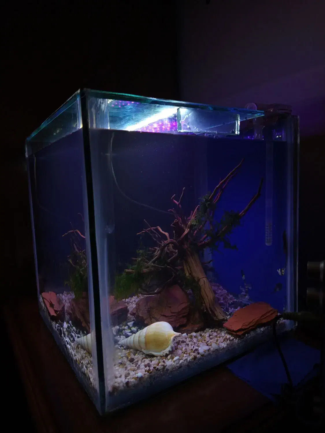 آکواریوم شیشه ۶ میل با تمامی وسایل|ماهی|کرمان, |دیوار