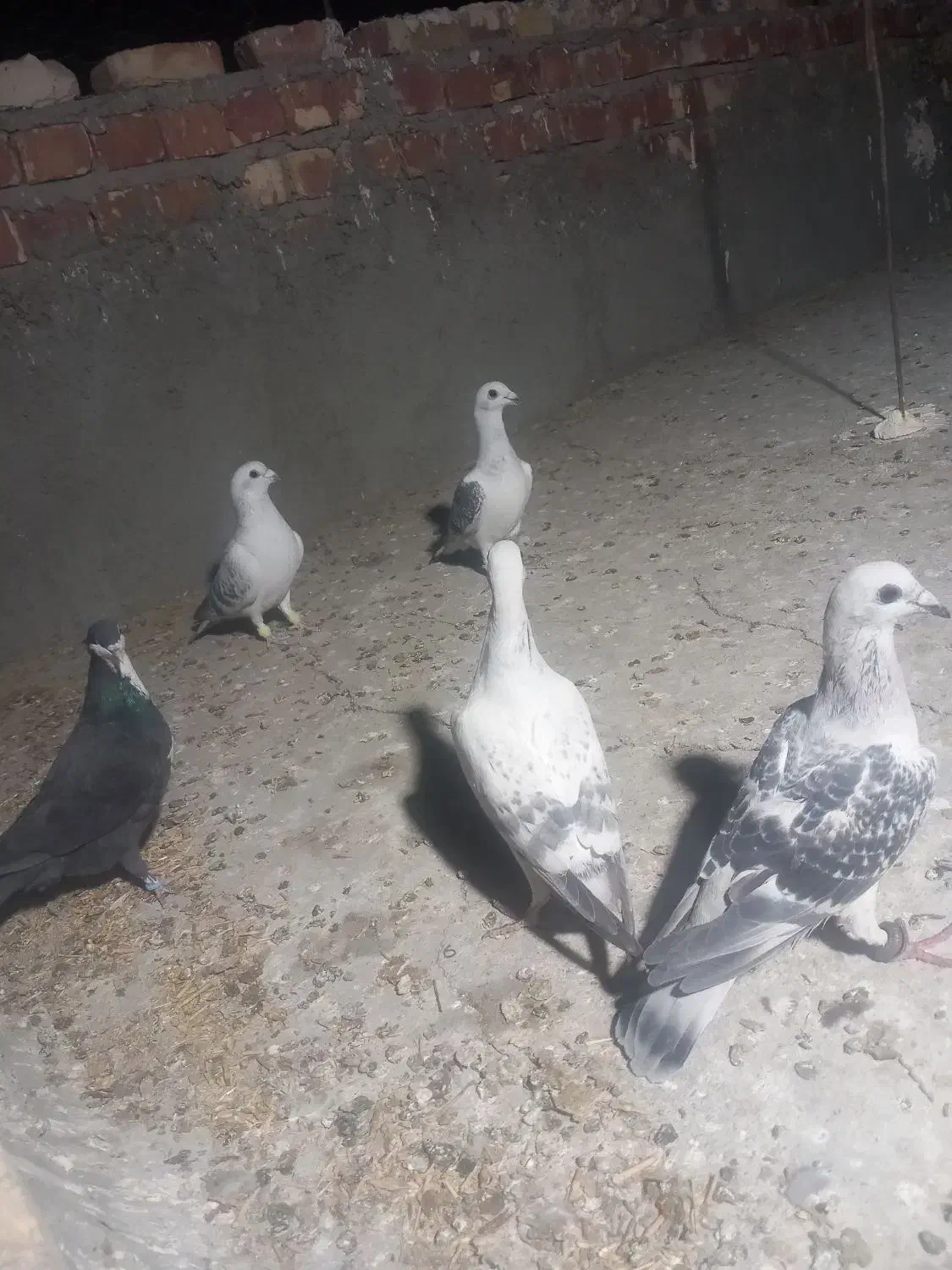 فرش|فرش|زابل, |دیوار