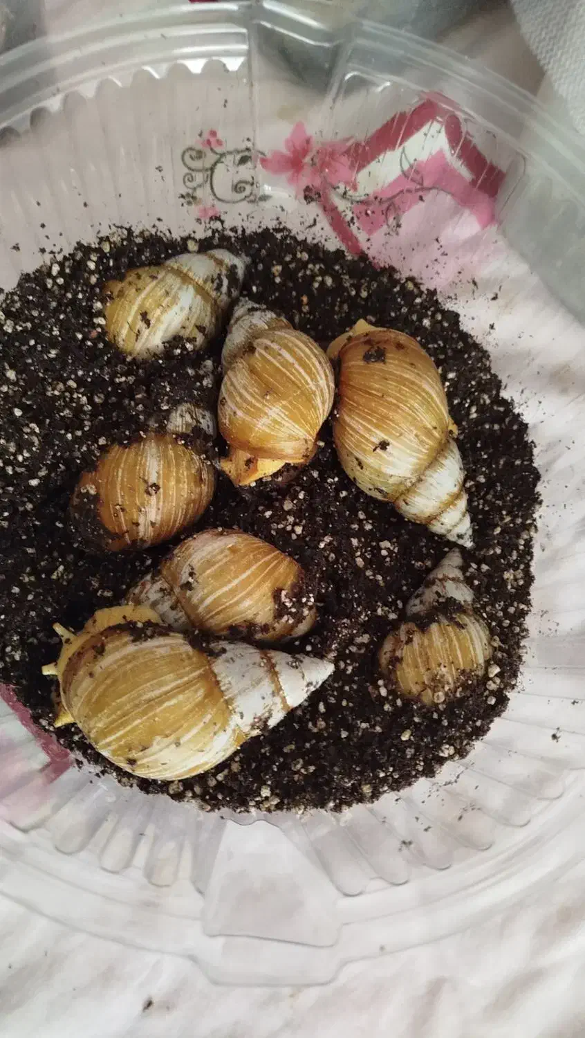 فروش حلزون|خزنده|نهاوند, |دیوار