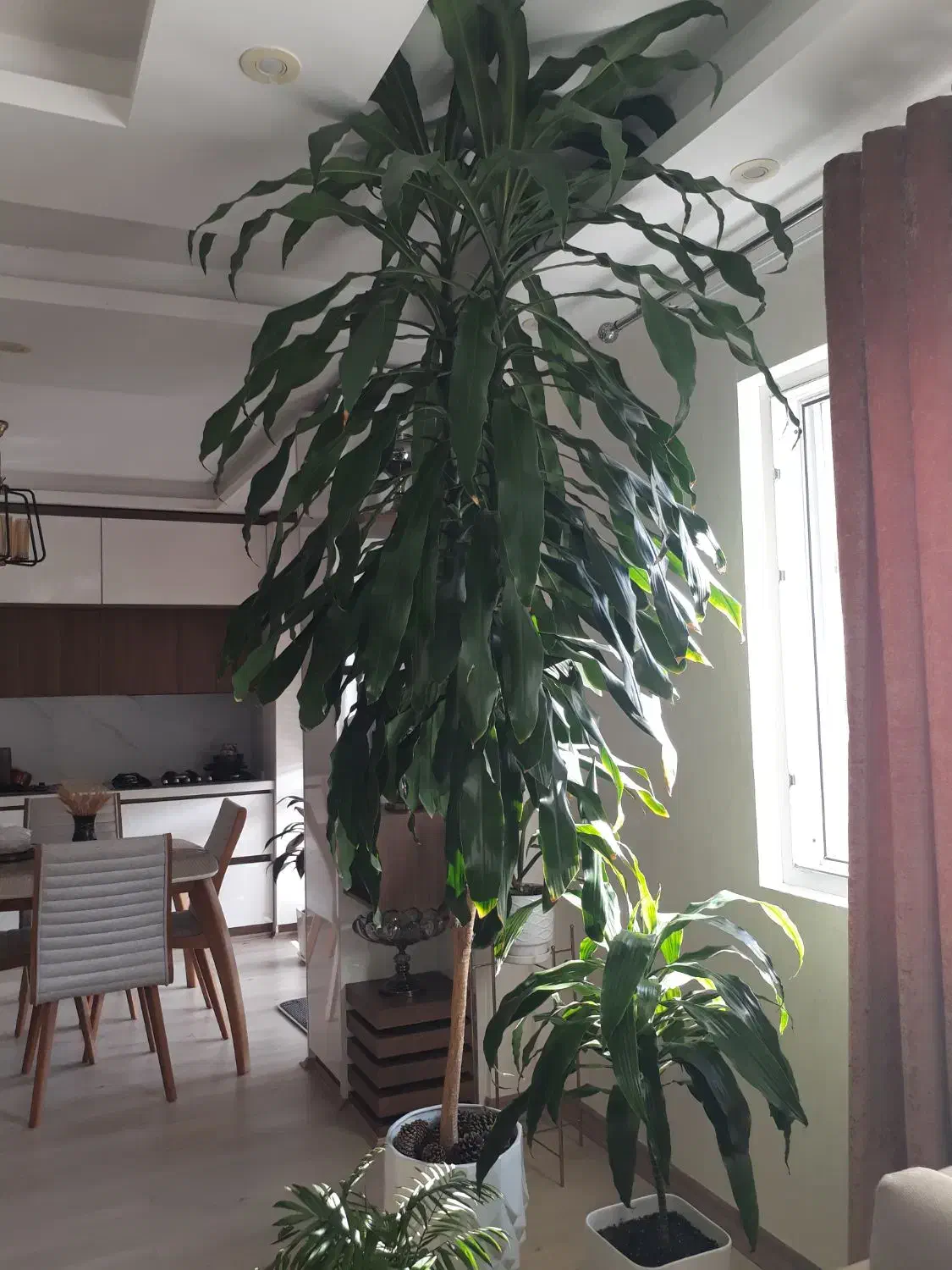 درختچه بلالی(دراسینا)|گل و گیاه طبیعی|رشت, سیا اسطلخ|دیوار