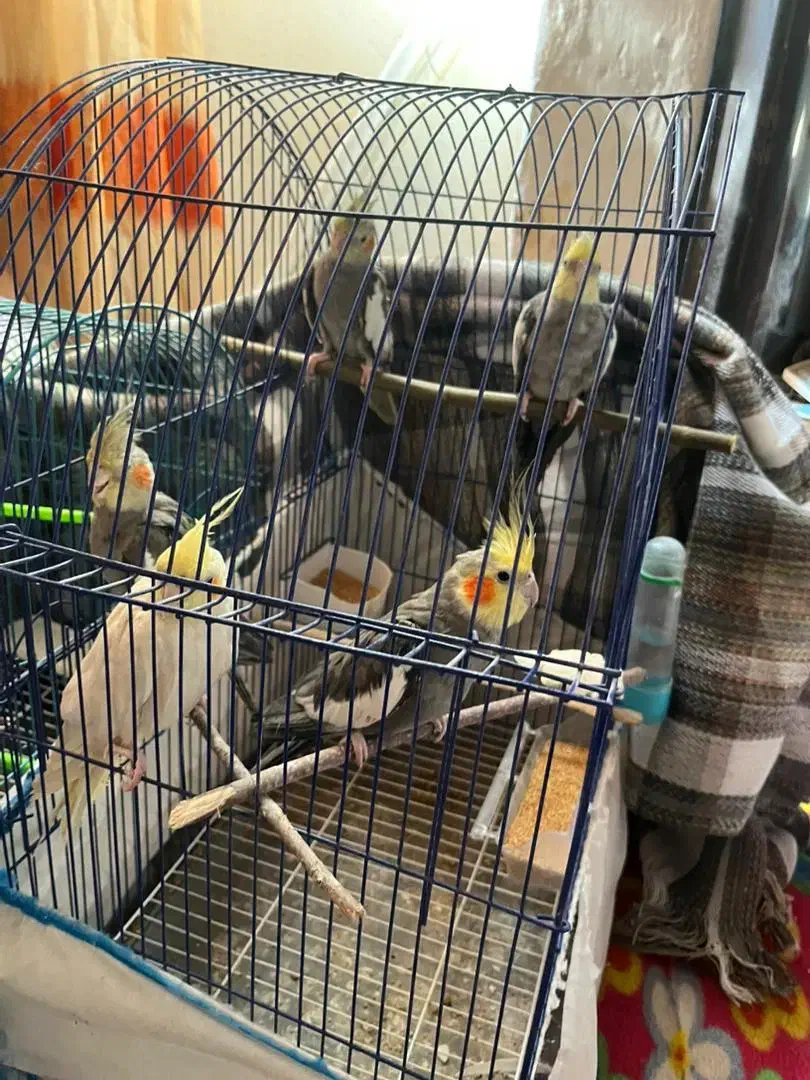 عروس هلندی|پرنده|رشت, لاکان شهر|دیوار