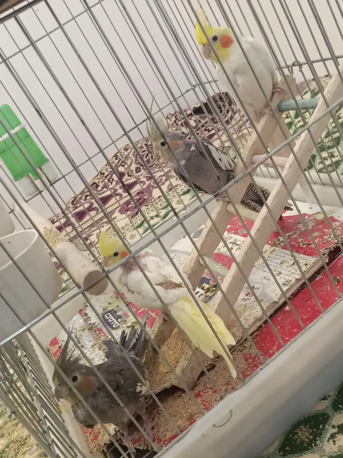 عروس هلندی|پرنده|فارسان, |دیوار