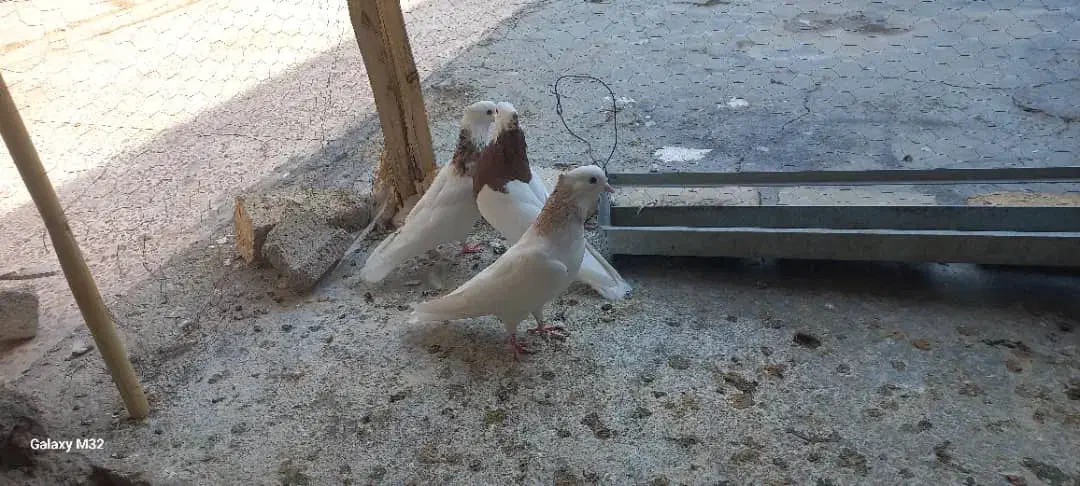 کبوتر|پرنده|دره شهر, |دیوار