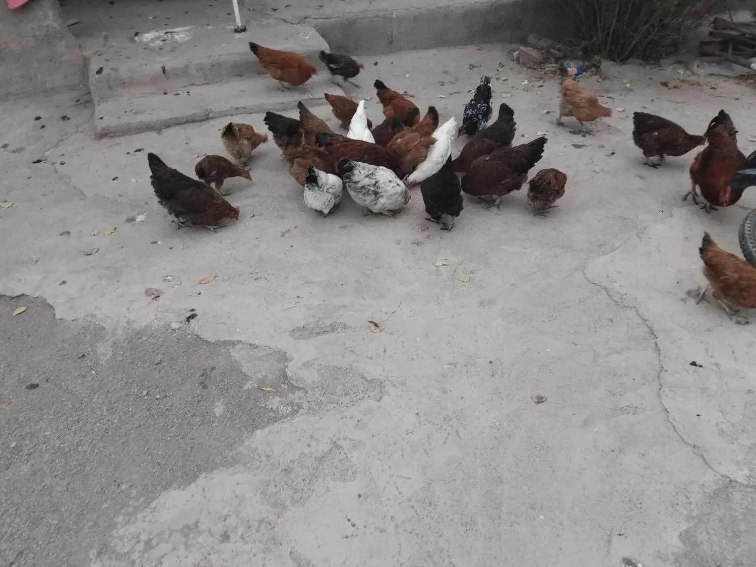 فروشی مرغ و خروس|حیوانات مزرعه|هیر, |دیوار