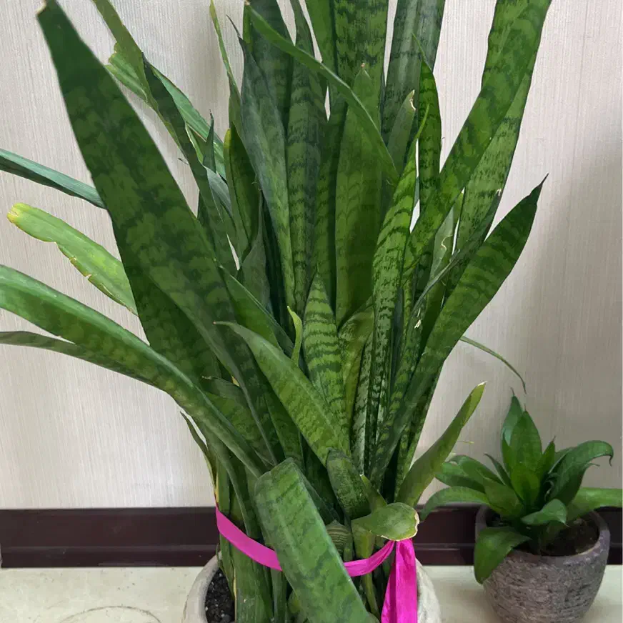 فروش این دوتا گیاه|گل و گیاه طبیعی|اصفهان, سروستان|دیوار