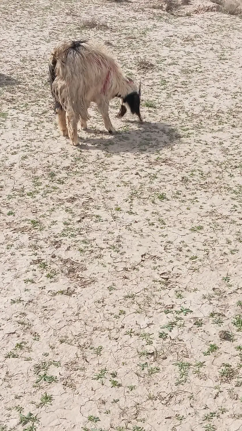 بز جوان|حیوانات مزرعه|تایباد, |دیوار