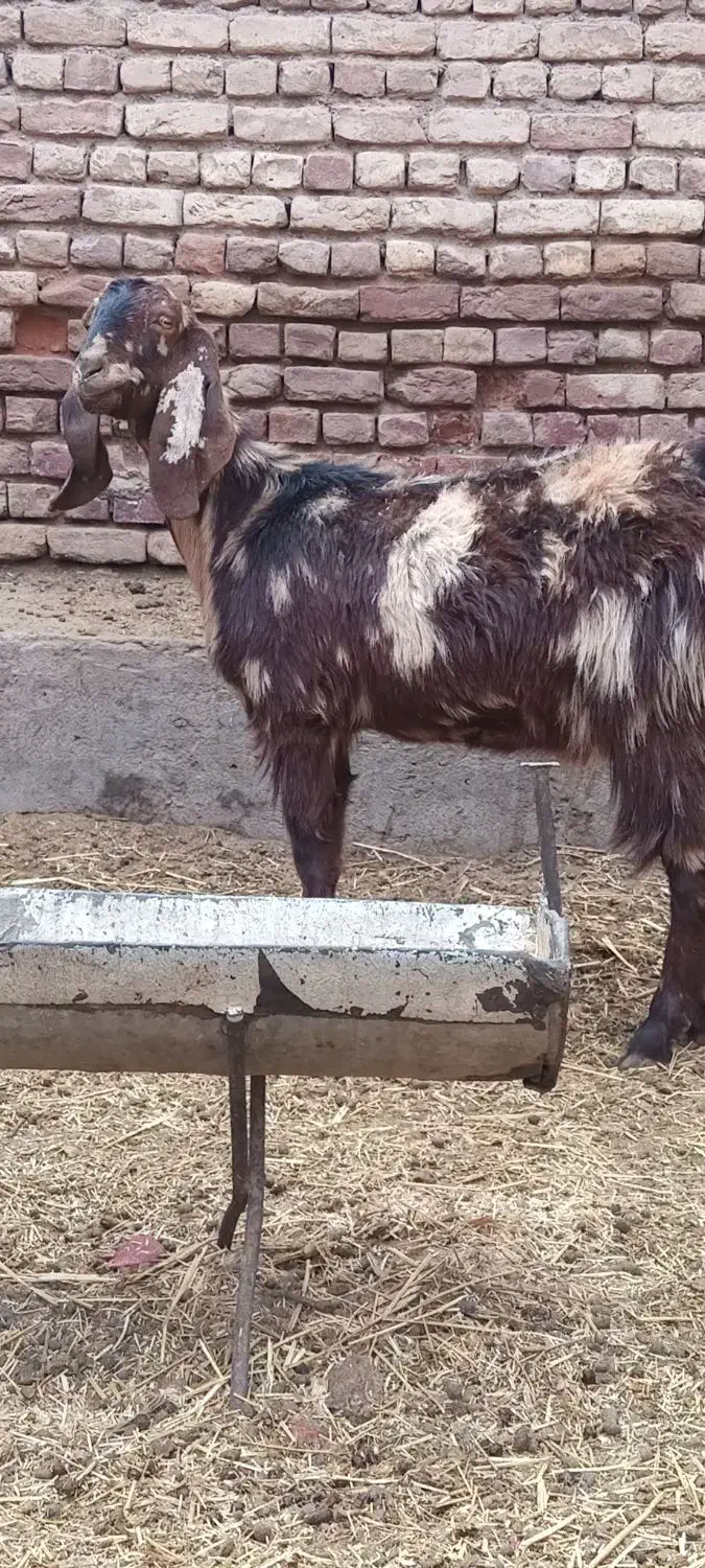 بزغاله ماده ابستن همراه دوتاوبره نر|حیوانات مزرعه|کاشان, مشکات|دیوار