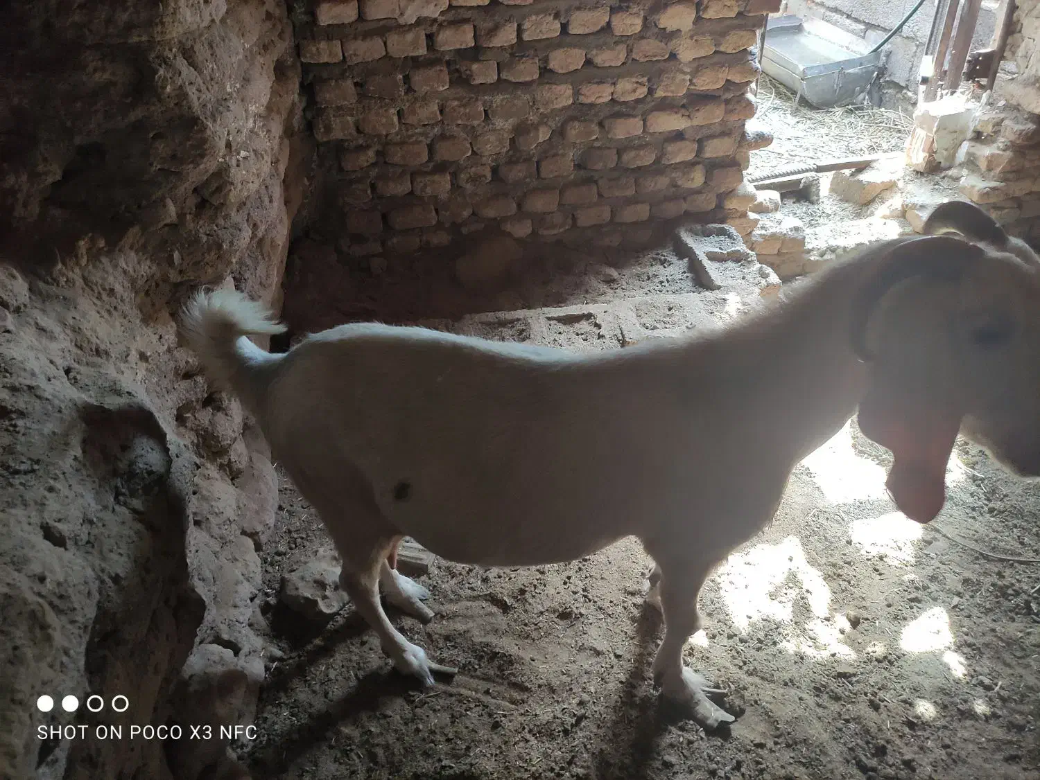 گوسفند بز|حیوانات مزرعه|بردسیر, |دیوار