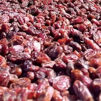 خرمای کبکاب|خوردنی و آشامیدنی|آبپخش, |دیوار