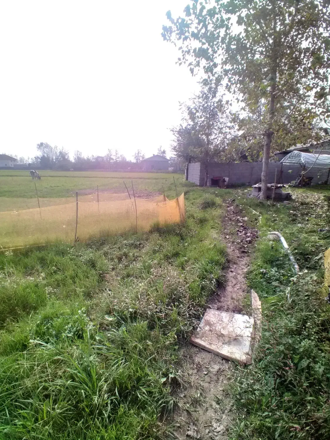 ۵هزارمترزمین کشاورزی سنتی باجاده ۶متری|فروش دفتر صنعتی، کشاورزی، تجاری|کوچصفهان, |دیوار