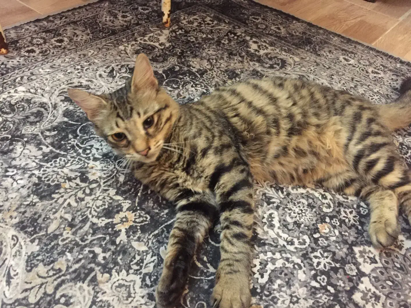 گربه جهت واگذاری با شرایط|گربه|نوشهر, |دیوار