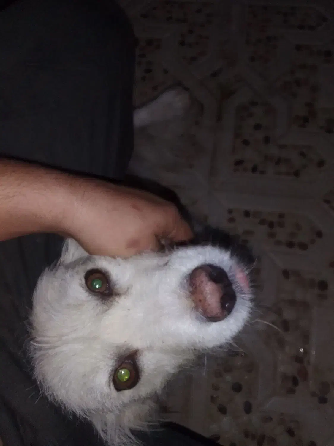 واگذاری سگ تریر فوری|سگ|یزد, |دیوار