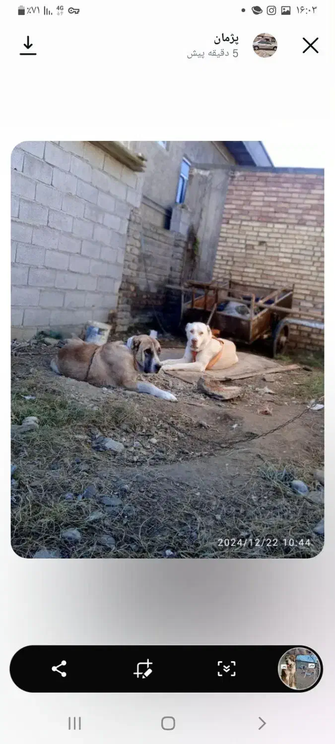 فروش الابای نر و ماده شجره دار اصیل|سگ|تهران, پردیسان|دیوار