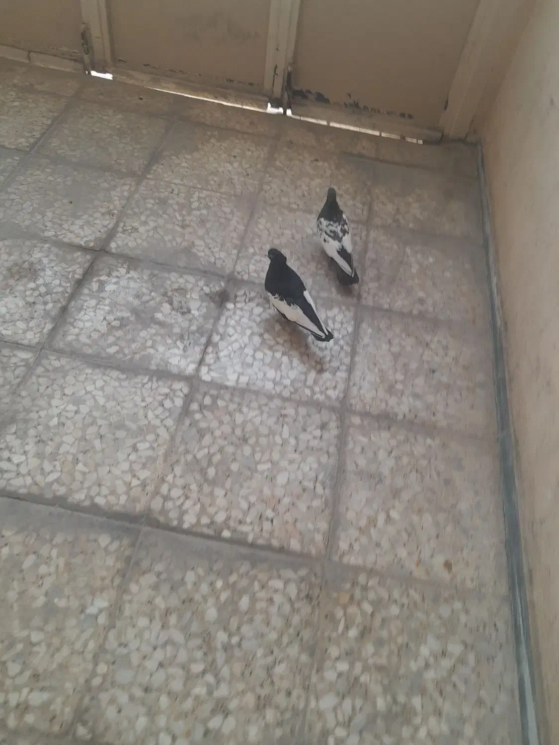 سینه ای|پرنده|شیراز, گویم|دیوار