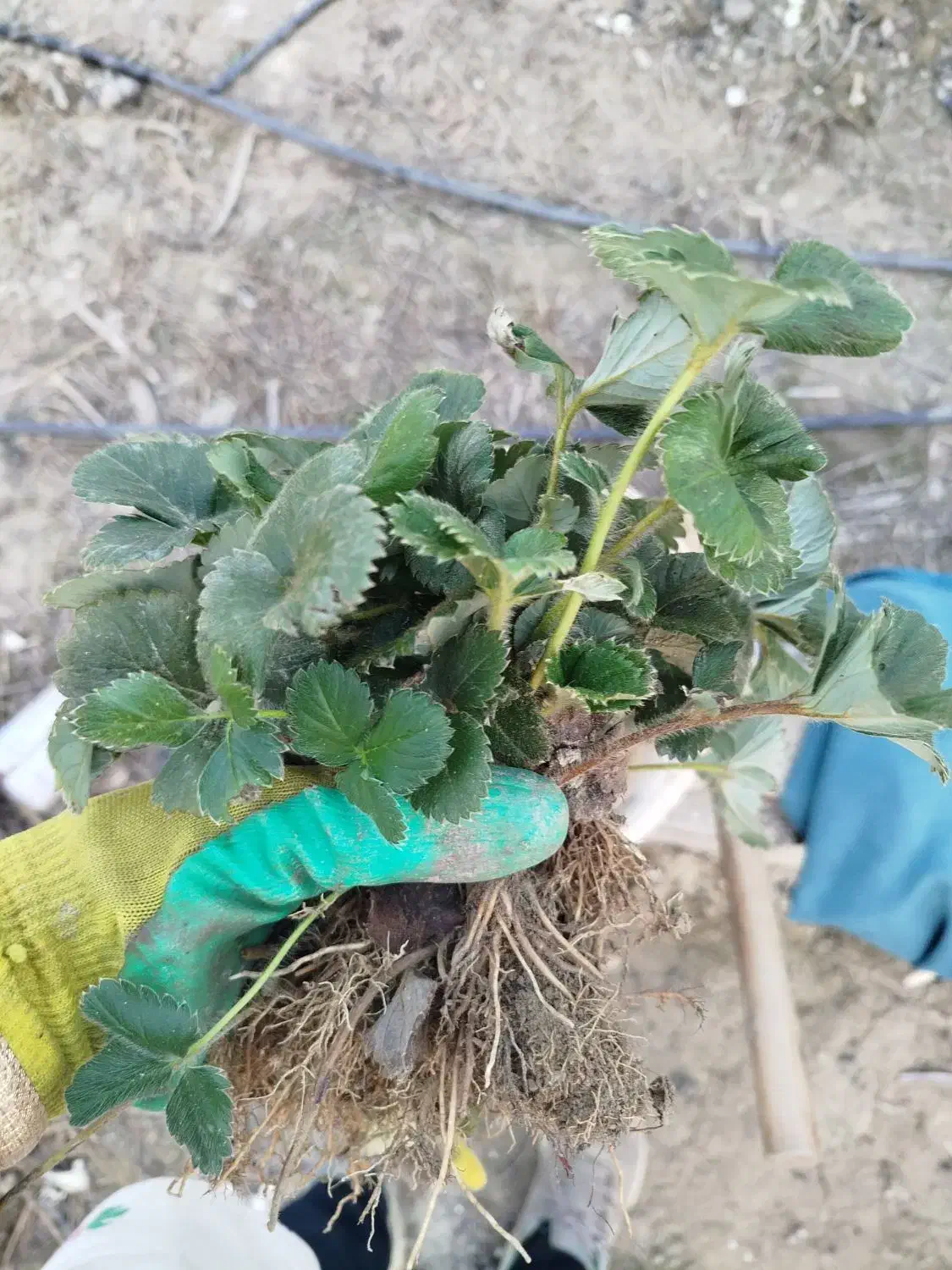 نهال ریشه لخت توت فرنگی محلی|گل و گیاه طبیعی|کردکوی, |دیوار