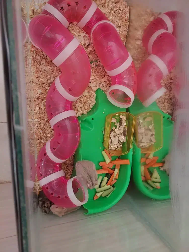 همستر0۰0|موش و خرگوش|مشکین‌دشت, |دیوار