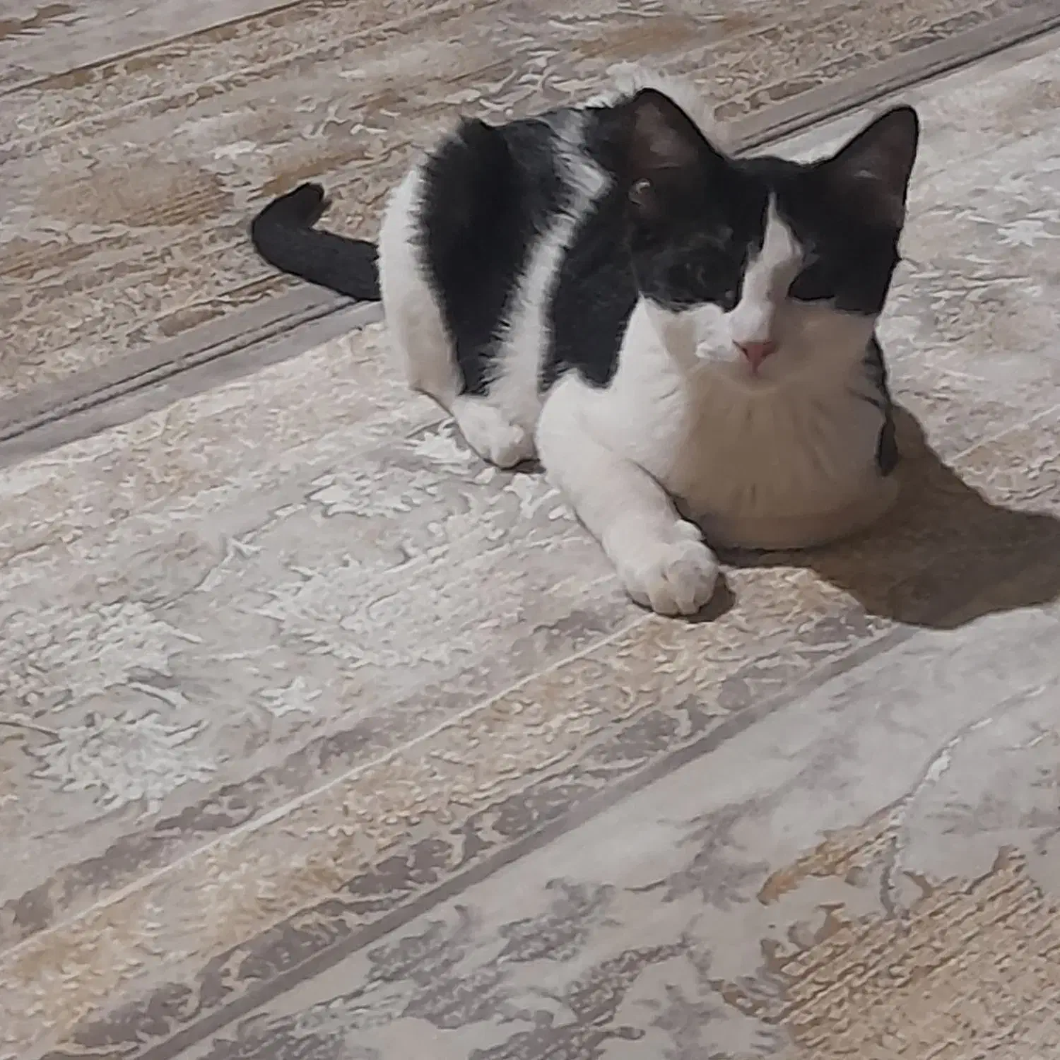 گربه dsh|گربه|همدان, |دیوار