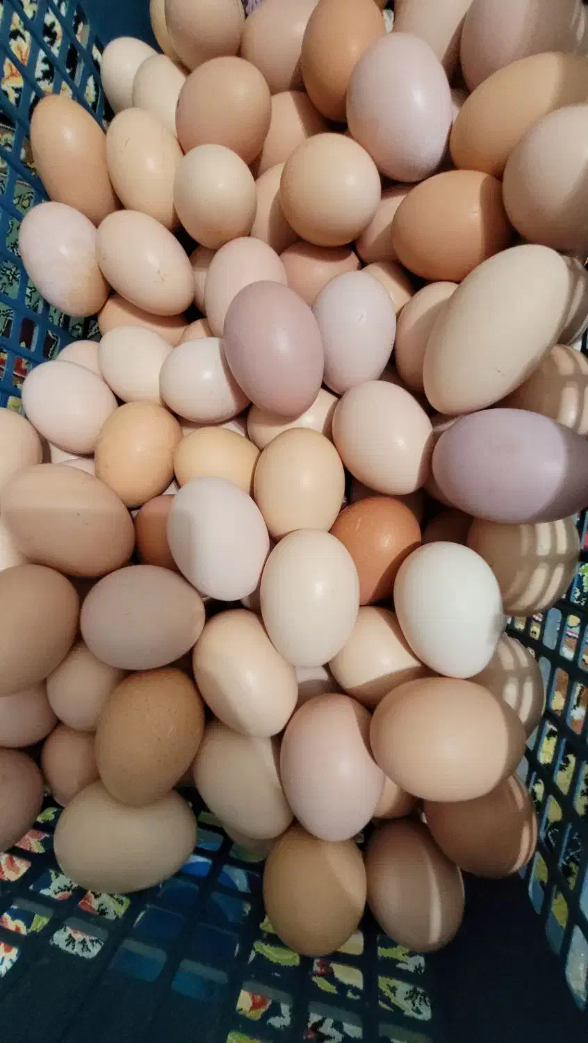 جوجه مرغ محلی|حیوانات مزرعه|رشت, یخسازی|دیوار