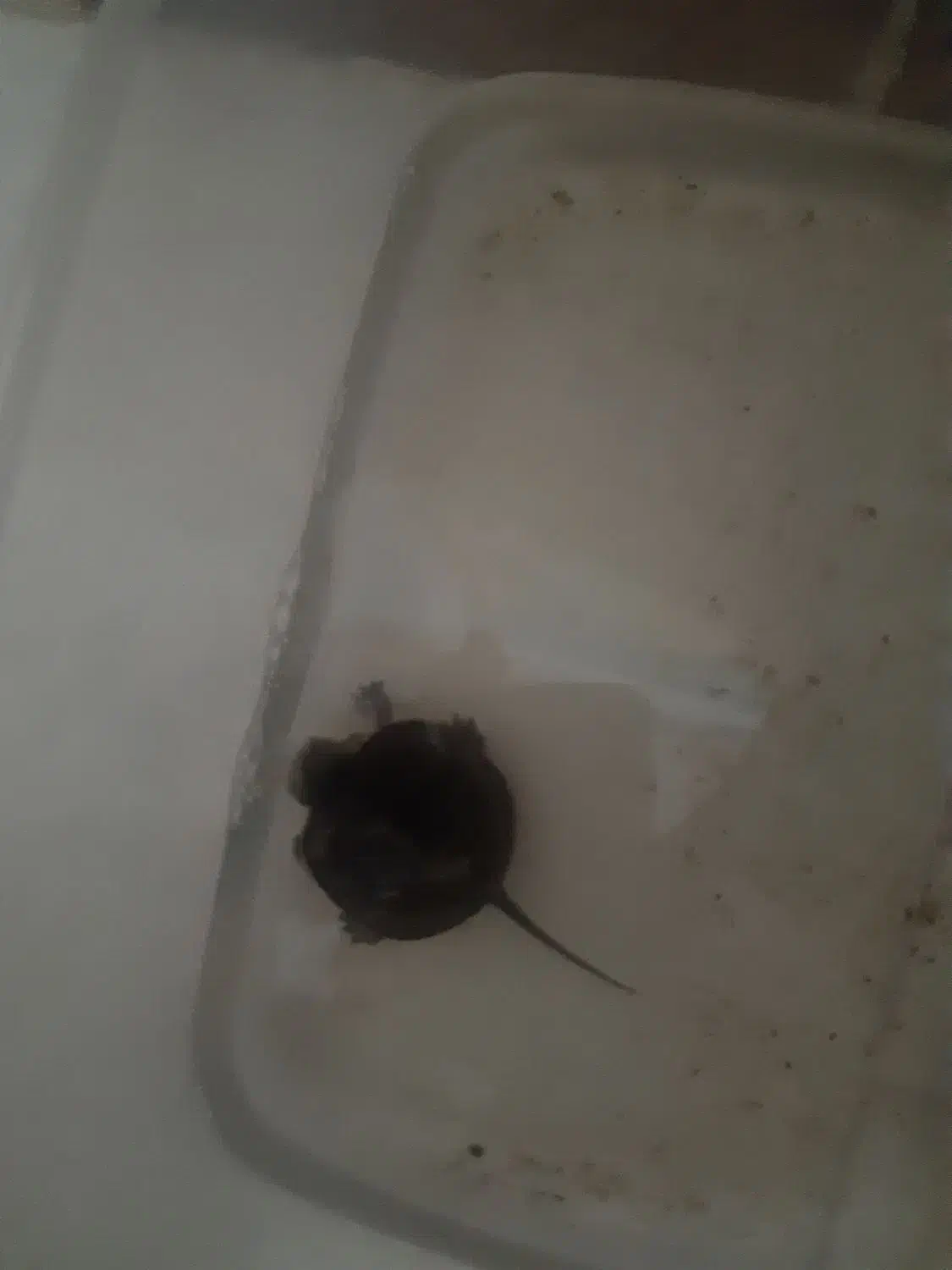 حیوان|ماهی|رشت, حمیدیان|دیوار