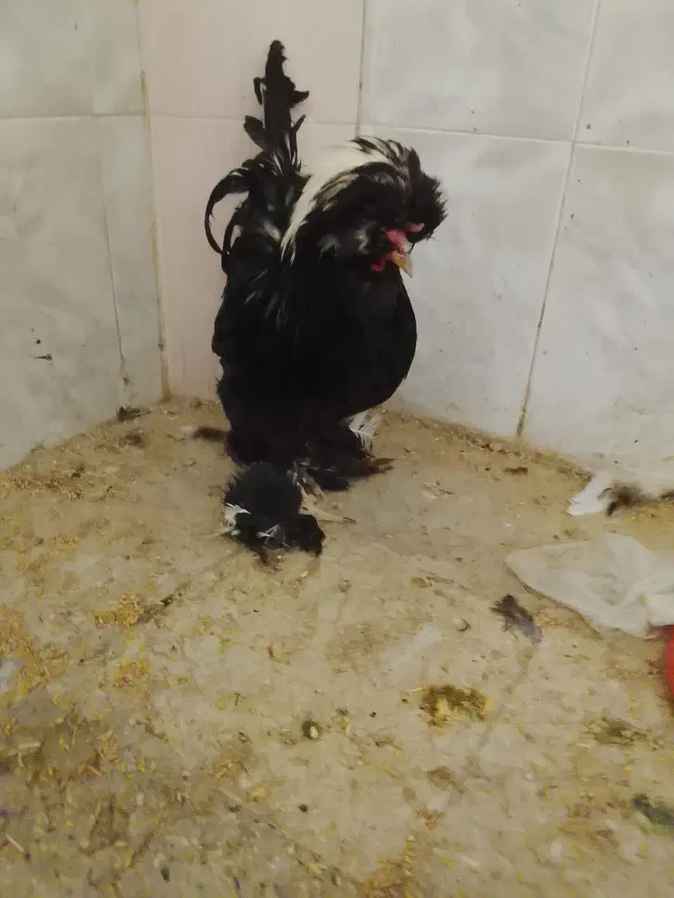 خروس برهما|حیوانات مزرعه|قم, ولیعصر|دیوار