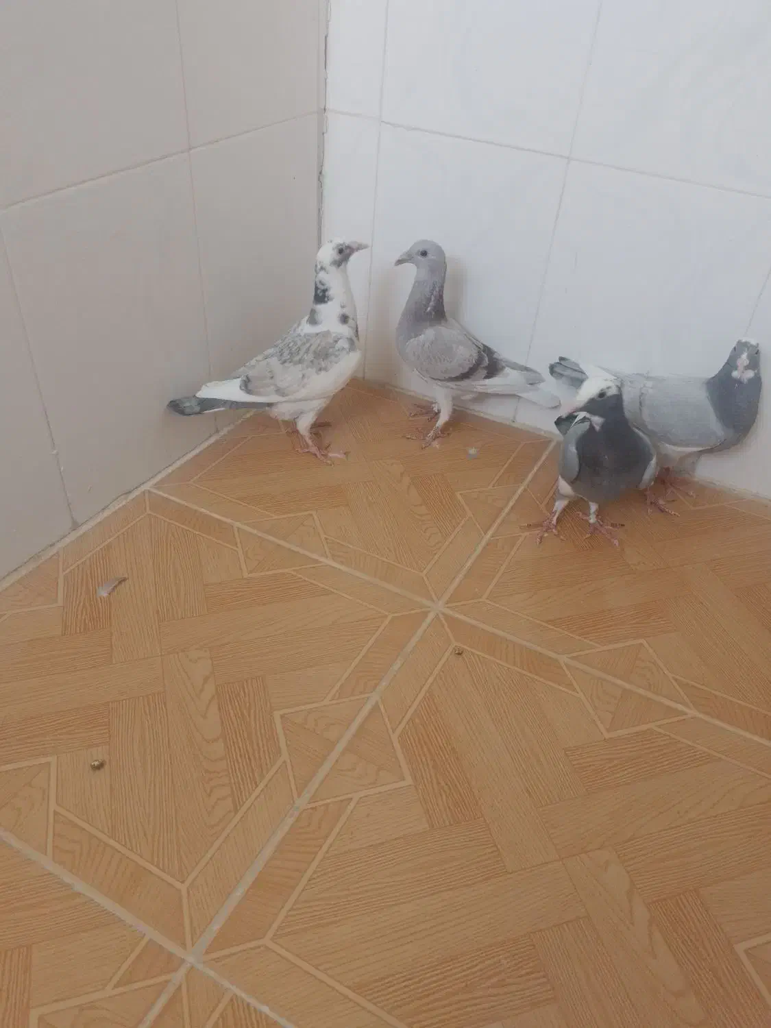 ۵ عدد جوجه نر|پرنده|جویم, |دیوار